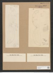 Amphiprora gigantea Grun. (de-Toni-Nr.: Genus 29, Species 1318) Zeichnungen Sammlung Grunow Nr. 2542 (NHMW-BOT-W0369716)